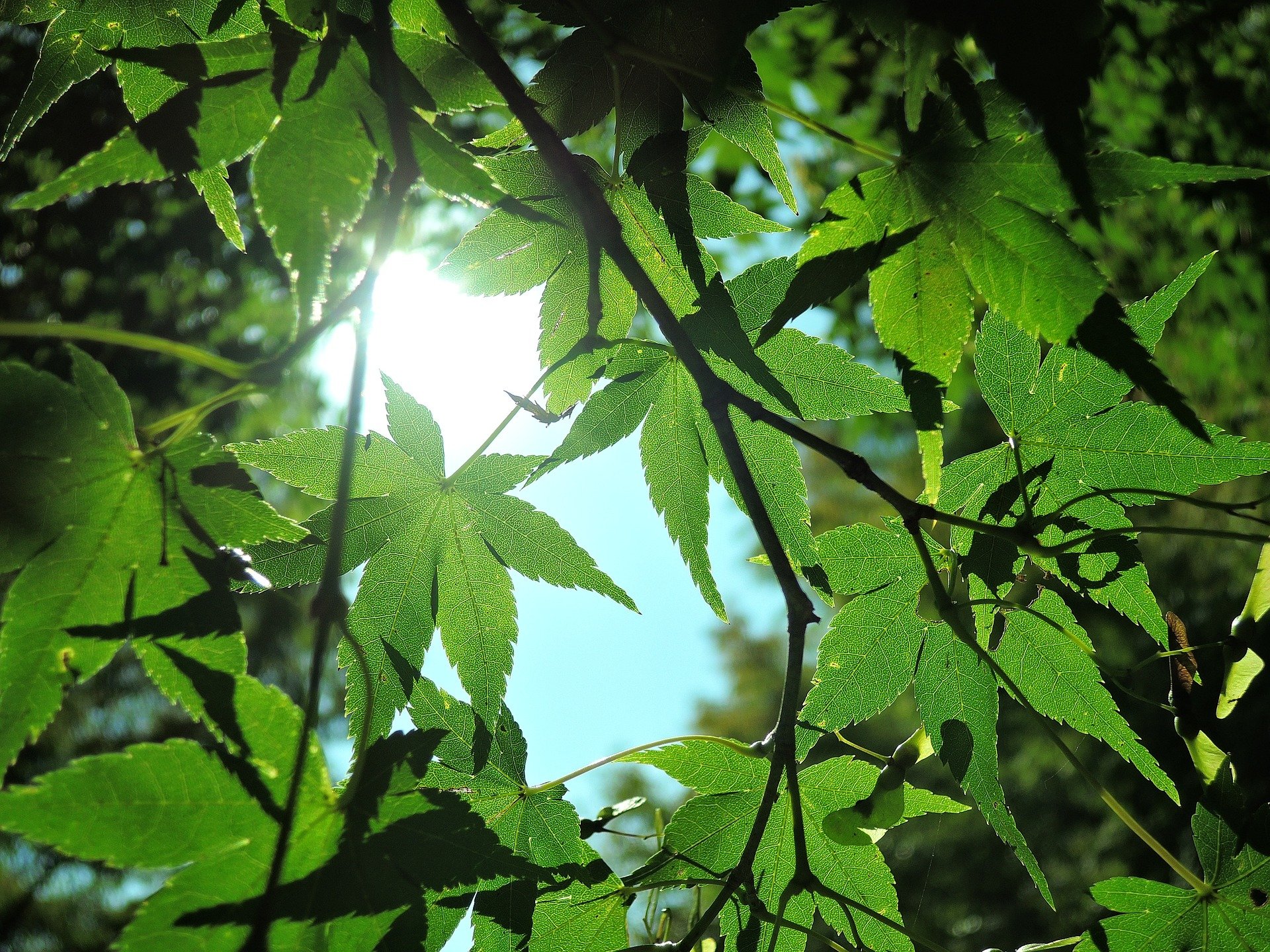 時候の挨拶 5月上旬 中旬 下旬 挨拶文 季節や行事で使い分け ここねあんてな